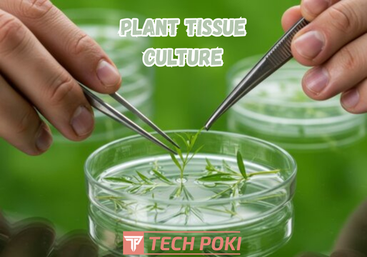 Plant Tissue Culture